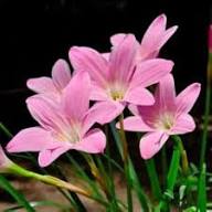 Pink Light Streptocarpus Flower Seeds for Planting Exotic Flowering Plants - Heirloom Non GMO Premium Garden Seeds for P