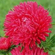Aster Flower Seeds - Heirloom, Non-GMO, High Germination Flower Seeds for Planting