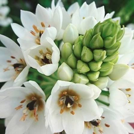 White Ornithogalum Saundersiae Flower seeds