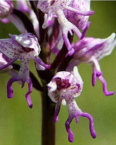 Mix Monkey Face Orchid Flower Seeds for Planting Heirloom Non - Heirloom Non GMO Flower Seeds, Premium High Germination