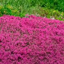 Pink Creeping Thyme Flower Seeds for Planting Heirloom Non-GMO High Germination Organic Garden Seeds Colorful Groun