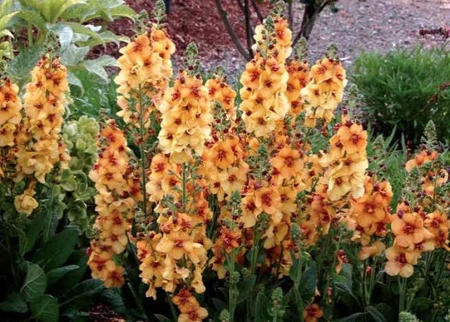 Orange Verbascum Flower Seeds for - Heirloom Non GMO Premium Garden Seeds for Planting, High Germination Outdoor Plants