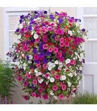 Mixed Climbing Geranium Flower for Planting Heirloom Non-GMO High Germination Organic Garden Exotic Plants Seeds - Hei