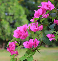 PINK BOUGAINVILLEA FLOWER SEEDS HEIRLOOM NON-GMO HIGH GERMINATION ORGANIC GARDEN SEEDS FOR PLANTING Seeds - Heirloom Non