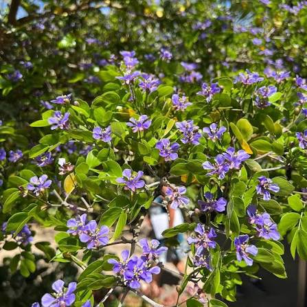 Lignum Vitae Flower Seeds
