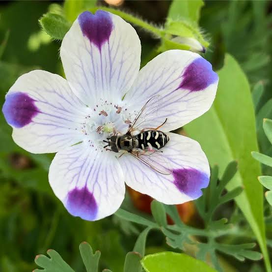 Nemophila Maculata Flower Seeds - Heirloom Non GMO High Germination Seeds