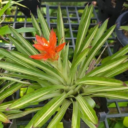 Orange Bromeliad Flower Seeds