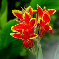 Red Canna Flower Seeds Yellow