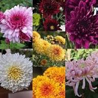 Chrysanthemum Flower Seeds for Planting and Growing Mixed - Heirloom Non GMO High Germination Garden Seeds for Planting