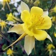 Yellow Aquilegia Flower Seeds for Planting - Fresh Growing Aquilegia Seeds for Home Garden