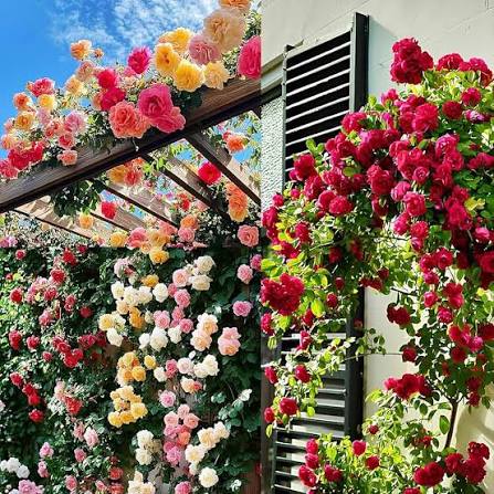 Mix Clematis Flowers Seeds