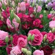 Eustoma for Planting Heirloom Non-GMO High Germination Organic Garden for Colorful Landscapes Seeds - Heirloom Non GMO
