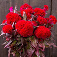 Red Celosia Flower Seeds Rare Blooming Plants Balcony and Patio Gardening Colorful Seeds for Planting - Heirloom Non GMO