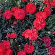 Red Carnations Flower Seeds Red Exotic Flowering Plants for Vibrant Backyard Beauty for Colorful Seeds for Planting Heir