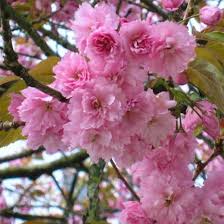 Pink Prunus Flower Seeds
