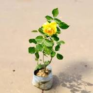 Yellow Rose Flower Flower Seeds - Heirloom Non GMO High Germination Organic Garden Planting Seeds
