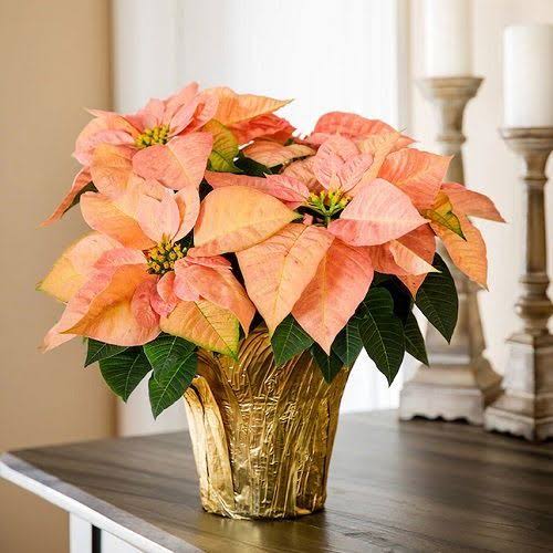 ORANGE POINSETTIA FLOWER SEEDS HEIRLOOM NON-GMO HIGH GERMINATION ORGANIC GARDEN SEEDS FOR PLANTING Seeds - Heirloom Non