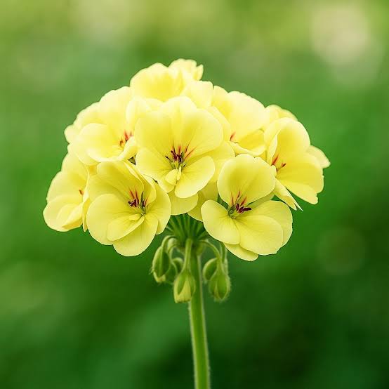 Yellow Geranium Flower Seeds – Exotic Flowering Plants for Vibrant Backyard Beauty - Heirloom Non GMO High Germination O