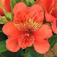Alstroemeria Flower Seeds