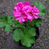 Pink Pelargonium Flower Seeds