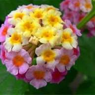 Pink Alyssum Flower Seeds – Rare Blooming Plants Balcony & Patio Gardening Colorful - Heirloom Non GMO High Germination