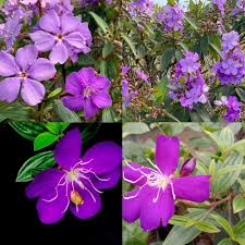 Purple Tibouchina Flower Seeds
