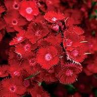 Red Dianthus Flower Seeds Heirloom Non GMO High Germination Organic Garden Seeds for Colorful Blooms