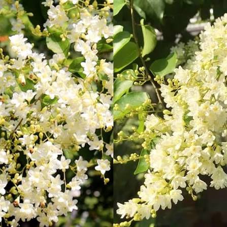 Sophora Flower Seeds