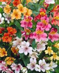 Mixed Alstroemeria Flower Seeds Colorful Blooms - Heirloom Non GMO High Germination Organic Garden Seeds for