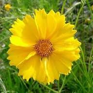 Yellow Coreopsis Flower Seeds - Heirloom Non GMO High Germination Flower Seeds for Planting