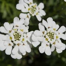 Yellow Cananga Odorata Flower Seeds - Heirloom, Non-GMO, High Germination Flower Seeds for Planting
