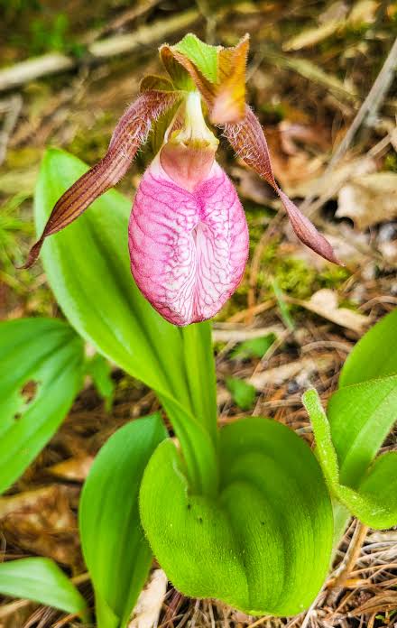 Pink Lady Slipper Flower Seeds - Heirloom, Non GMO, High Germination, Organic Garden Seeds