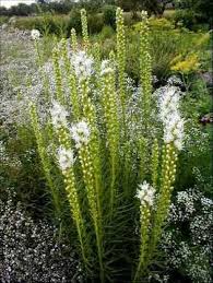 Liatris Flower Seeds