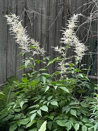 Aruncus Dioicus Flower for Planting Heirloom Non-GMO High Germination Organic Garden for Colorful Gardens Seeds - Heir