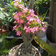 Adenium Flower Seeds Planting and Growing Easy Grow Blossoms Home Garden Decoration Seeds for Planting Heirloom Non-GMO