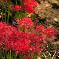 Red Higanbana Flowers Seeds