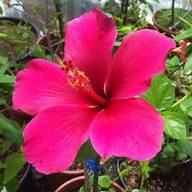 HIBISCUS FLOWER SEEDS