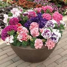 Red White Double Petunia Flower Seeds