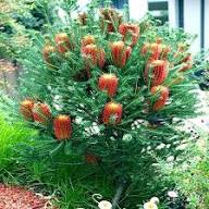 Red Banksia Flower Flower Seeds - Heirloom Non GMO High Germination Organic Garden Planting Seeds