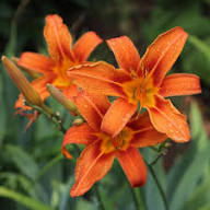 ORANGE HEMEROCALLIS FLOWER SEEDS HEIRLOOM NON-GMO HIGH GERMINATION ORGANIC GARDEN SEEDS FOR PLANTING Seeds - Heirloom No