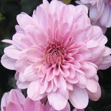 Pink Chrysanthemum Flower Seeds