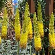 Yellow Eremurus Flower Seeds Exotic Backyard Beauty Seeds for Planting - Heirloom Non GMO High Germination Garden Seeds