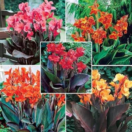 Mixed Canna Flower Gardens Premium Floral Decorative Outdo Seeds - Heirloom Non GMO High Germination Garden Flower See