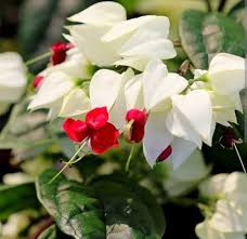 White Dicentra Spectabilis Flower Seeds