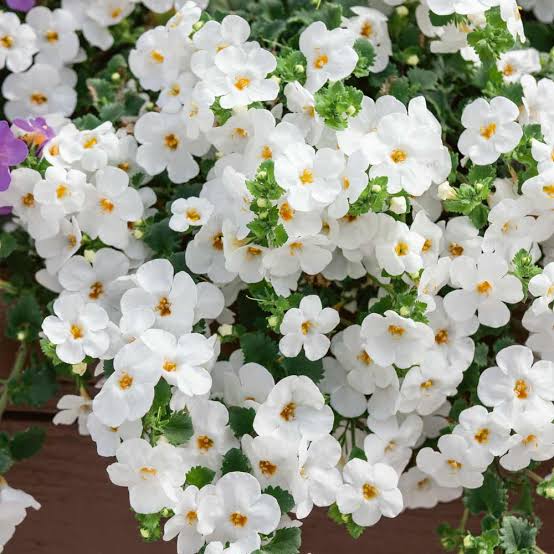 White Bacopa Utopia Flower Seeds