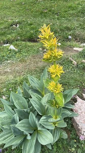 Yellow Gentian Flower Seeds