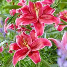 LILY Flower Seeds