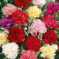 Mixed Dianthus Caryophyllus Flower Exotic Flowering Plants Backyard Garden Beauty for Planting Heirloom Non GMO Seeds