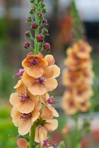 Orange Verbascum Flower Seeds