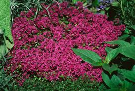Pink Creeping Thyme Flower Seeds for Planting Heirloom Non-GMO High Germination Organic Garden Seeds Colorful Groun